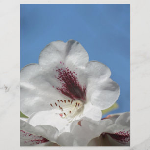Lámina Rhododendrón blanco con Borgoña