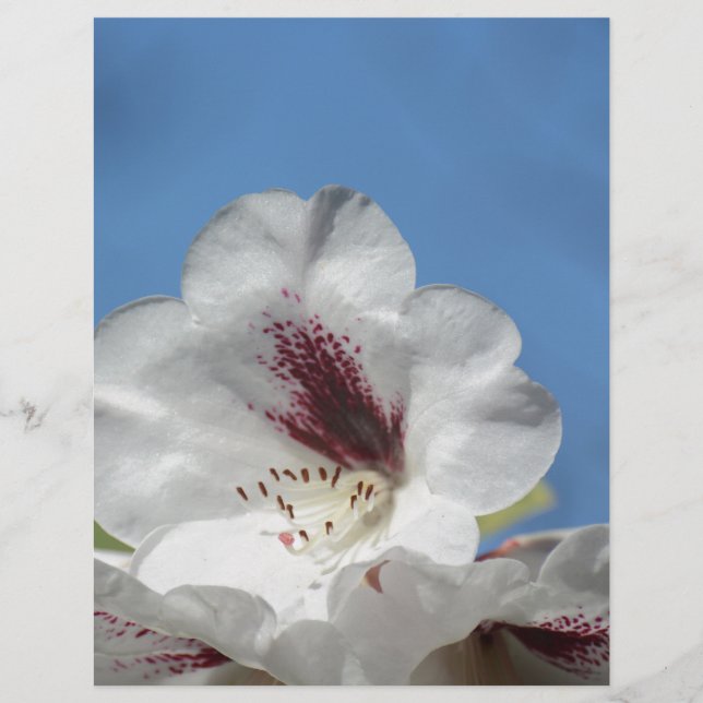 Lámina Rhododendrón blanco con Borgoña (Anverso)