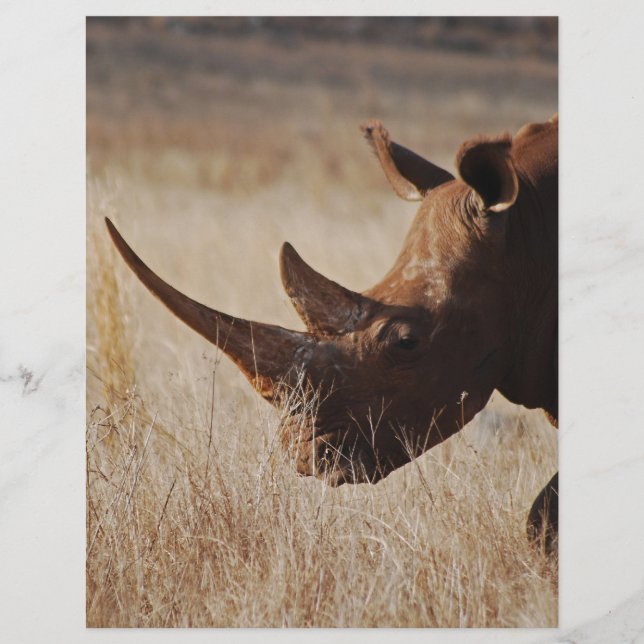 Lámina Rinoceronte negro africano con cuernos grandes (Anverso)