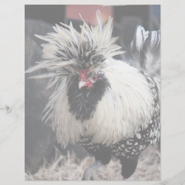 Lámina Rooster de Crested polaco (Anverso)