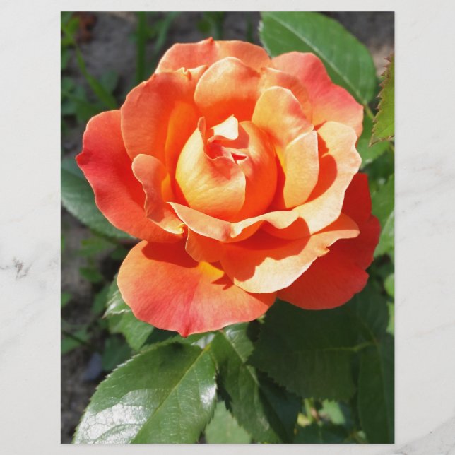 Lámina rosa amarilla brillante (Anverso)