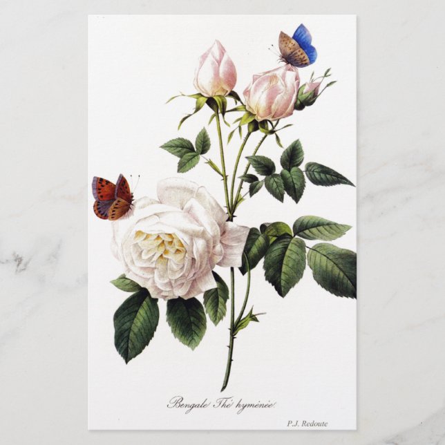 Lámina Rosa Bengala - Pierre Joseph Redouté. (Anverso)