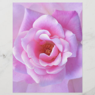 Lámina Rosa bonito