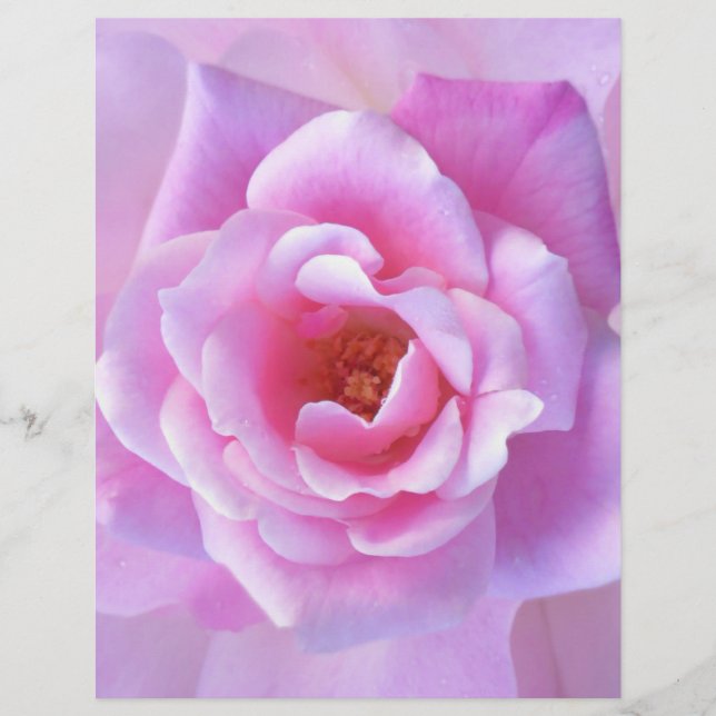 Lámina Rosa bonito (Anverso)