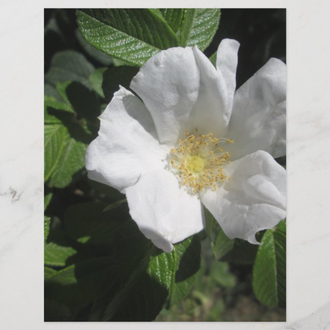 Lámina Rosa de ciruelas blancas de playa (Anverso)
