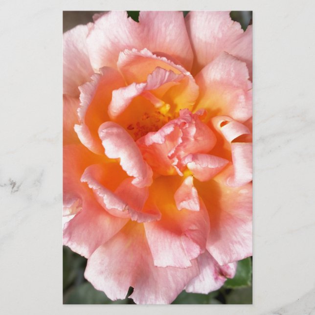 Lámina rosa en otoño (Anverso)