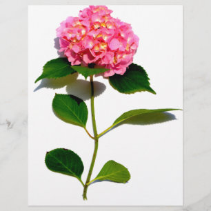 Lámina Rosa Hydrangea flor rosa rosa floral rosa