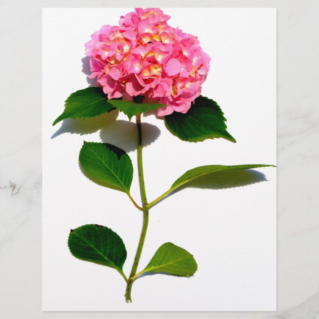 Lámina Rosa Hydrangea flor rosa rosa floral rosa (Anverso)
