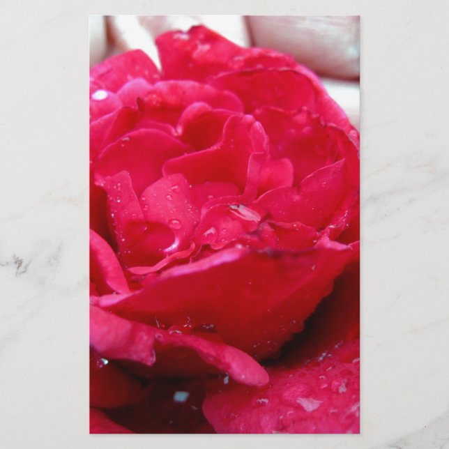 Lámina Rosa Roja (Anverso)