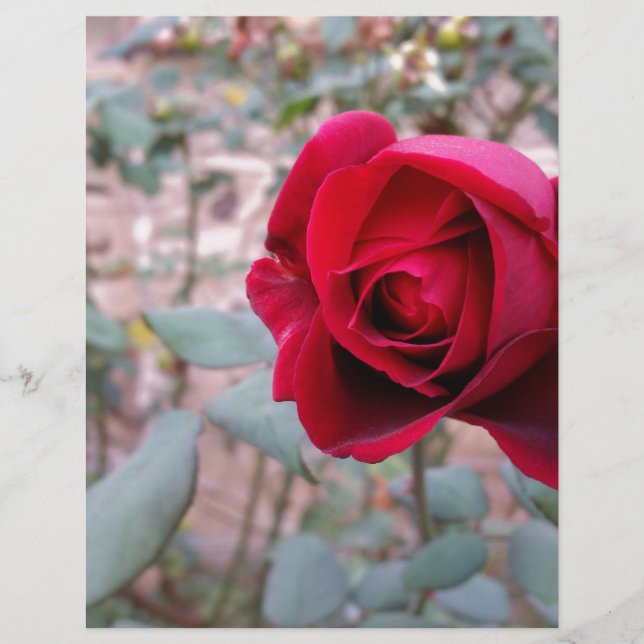 Lámina Rosa roja de otoño (Anverso)