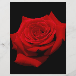 Lámina Rosa roja sobre fondo negro