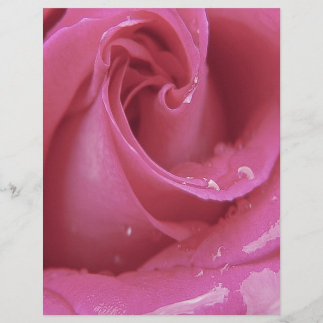 Lámina Rosa rosa (Anverso)