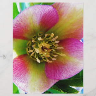Lámina Rosa rosa de Cuaresma,