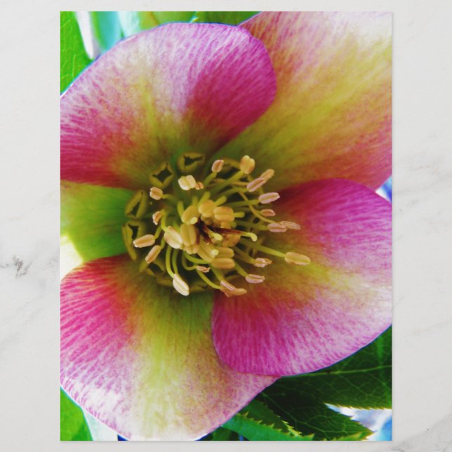 Lámina Rosa rosa de Cuaresma, (Anverso)