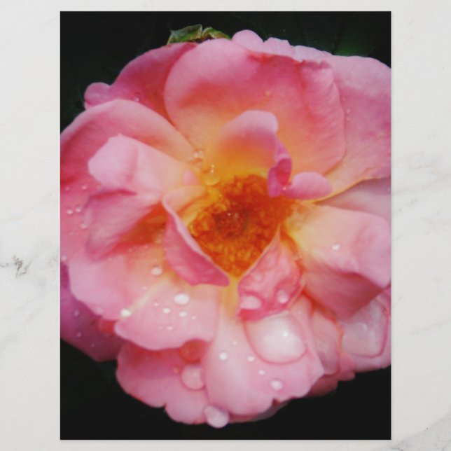 Lámina Rosa rosada con Dew Drogas fondo negro (Anverso)