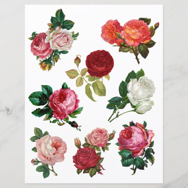 Lámina Rosas de la cosecha bonito Papel de la chinche (Anverso)