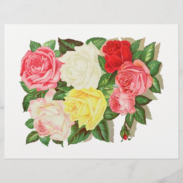 Lámina Rosas Floral rosa de flor roja amarilla roja roja  (Anverso)