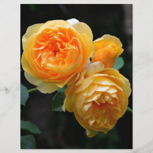Lámina Rosas ingleses amarillos