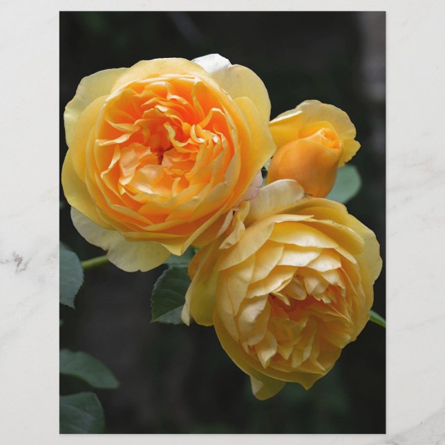 Lámina Rosas ingleses amarillos (Anverso)