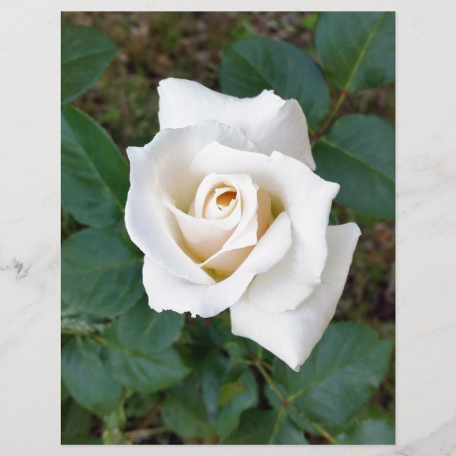 Lámina rosebudo blanco (Anverso)