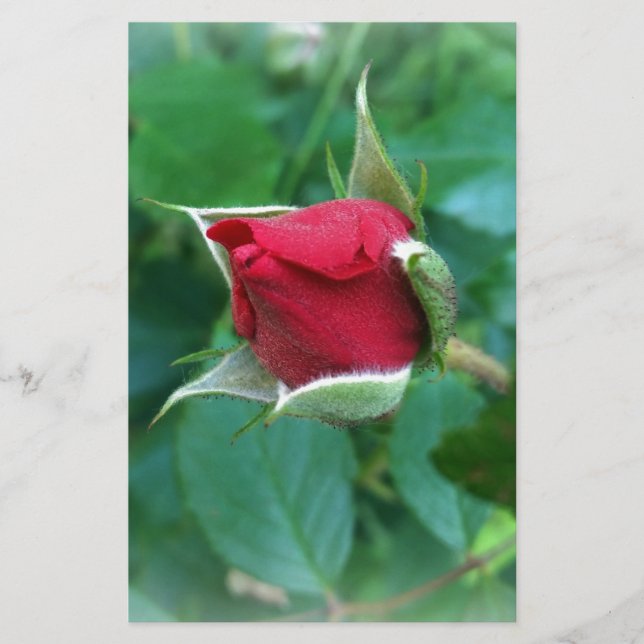 Lámina rosebudo rojo (Anverso)
