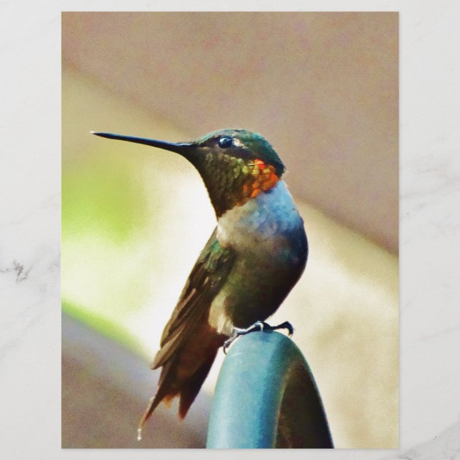 Lámina Ruby encaramado y colibrí verde (Anverso)