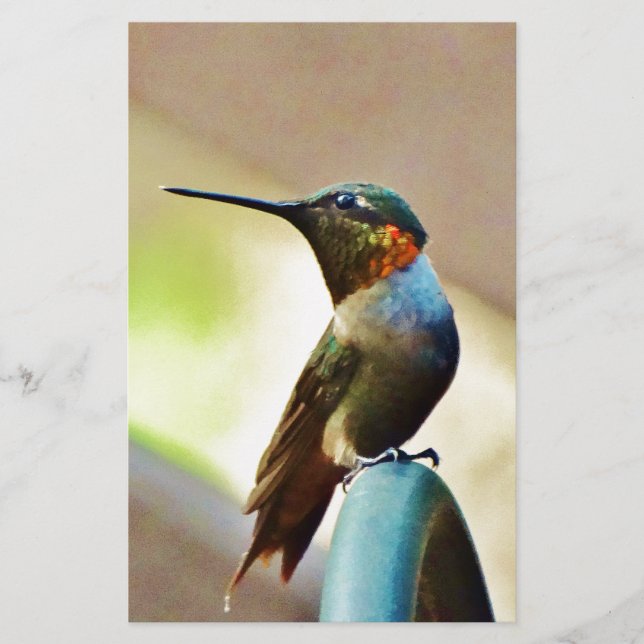 Lámina Ruby encaramado y colibrí verde (Anverso)