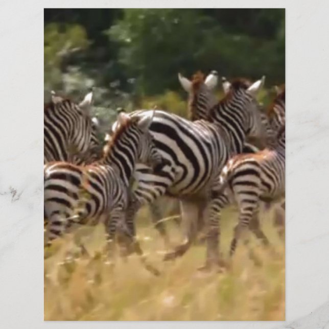 Lámina Safari de migración de cebra africana (Anverso)