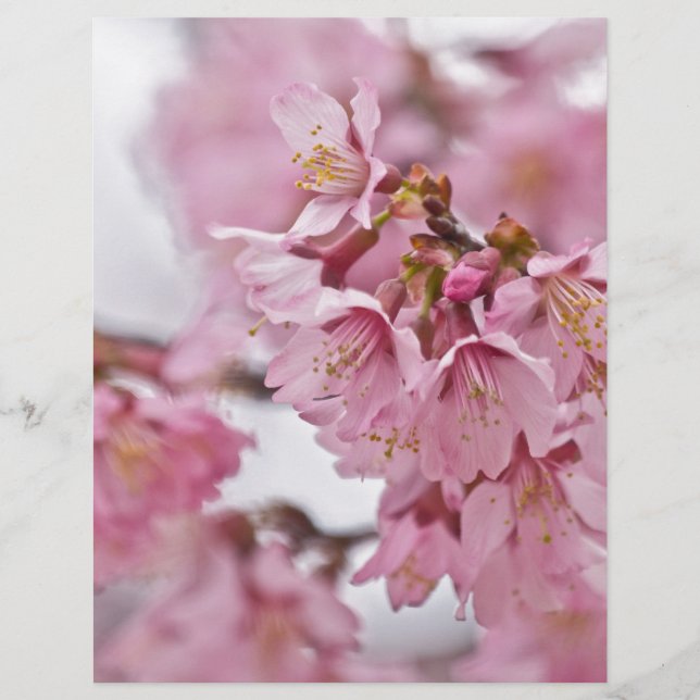 Lámina Sakura cerezo florece rosa pálido (Anverso)