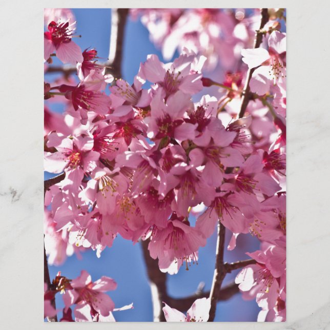 Lámina Sakura cerezos florecen estrellas rojas (Anverso)