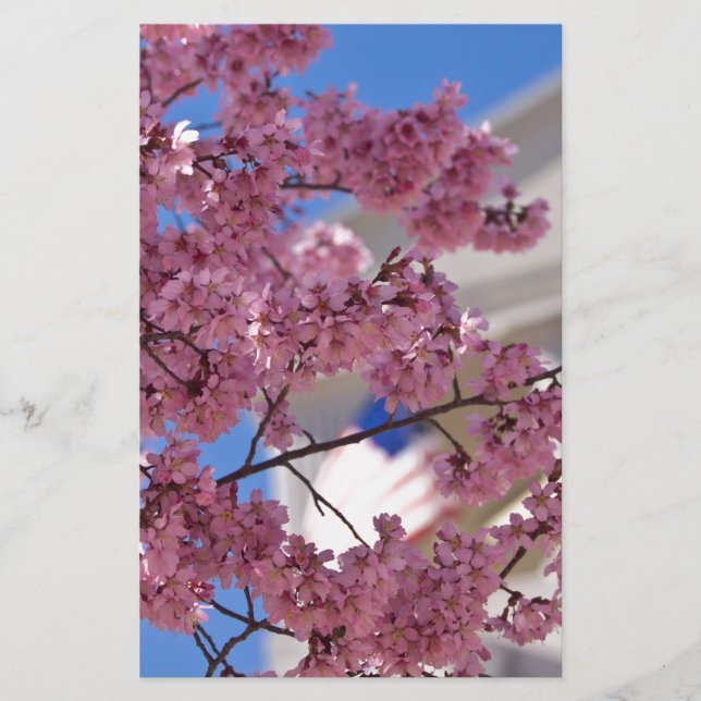 Lámina Sakura Cherry florece Americana (Anverso)