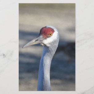 Lámina Sandhill Crane