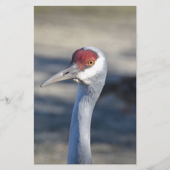 Lámina Sandhill Crane (Anverso)