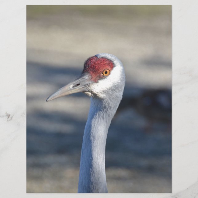 Lámina Sandhill Crane (Anverso)