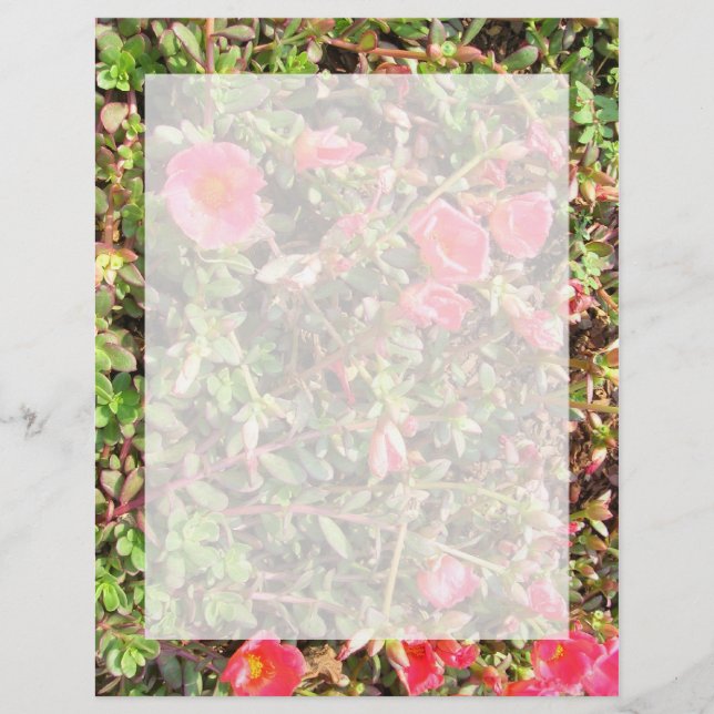 Lámina Sedum (Anverso)