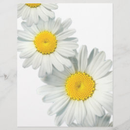 Lámina Shasta Daisies