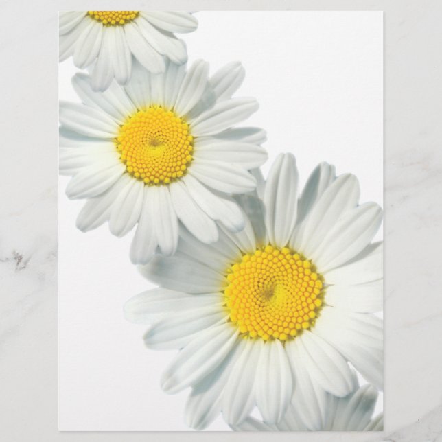 Lámina Shasta Daisies (Anverso)