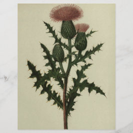 Lámina Silbato de flores y helechos de papel de América