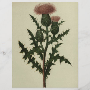 Lámina Silbato de flores y helechos de papel de América