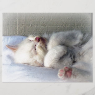 Lámina Sleepy Kitten