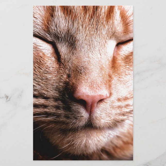 Lámina Sleepy Kitten (Anverso)