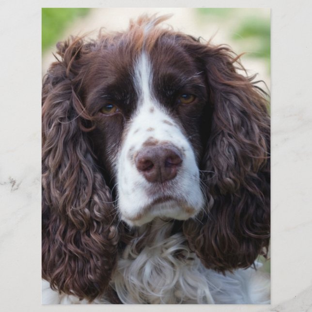 Lámina spaniel.png (Anverso)