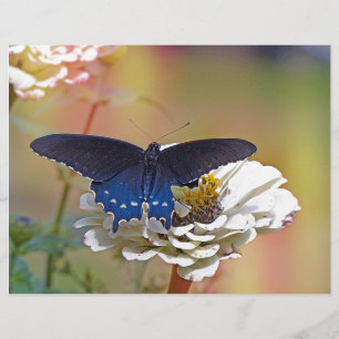Lámina Spicebush Swallowtail