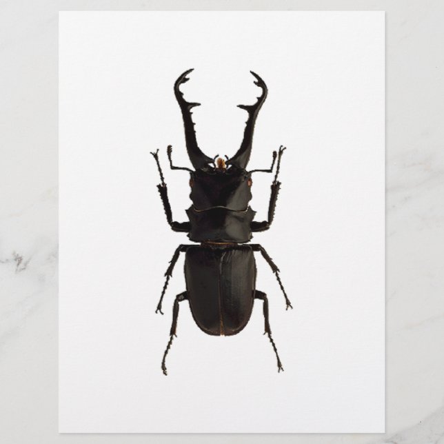Lámina Stag Beetle (Anverso)