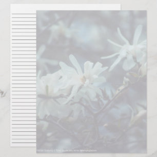 Lámina Starry Magnolia 3172