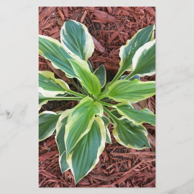 Lámina Sun Hosta (Anverso)