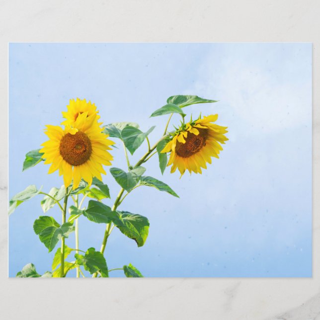 Lámina Sunflower Bajo El Cielo Azul (Anverso)