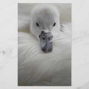 Lámina Swan, hermosas plumas blancas, comodidad de bellez