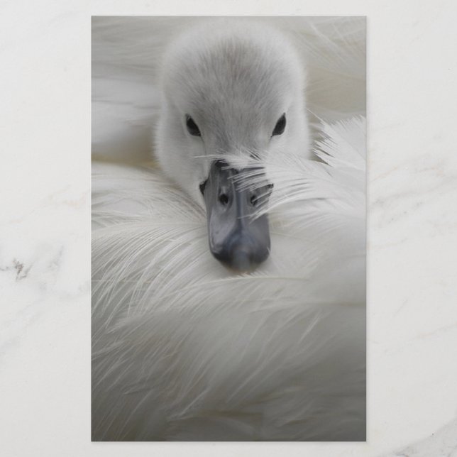 Lámina Swan, hermosas plumas blancas, comodidad de bellez (Anverso)