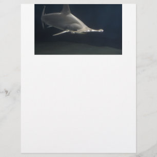 Lámina Tiburón de Hammerhead